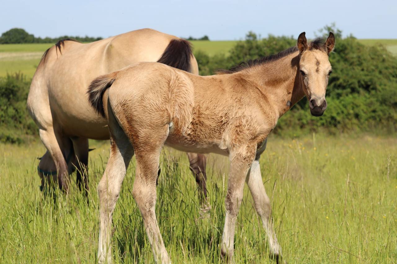 Poney Foal PFS par Usandro tilia Derlenn