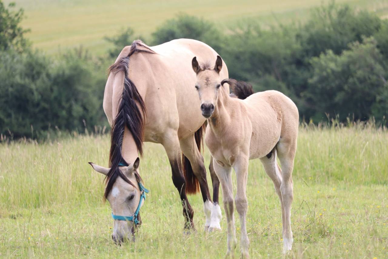 Poney Foal PFS par Usandro tilia Derlenn