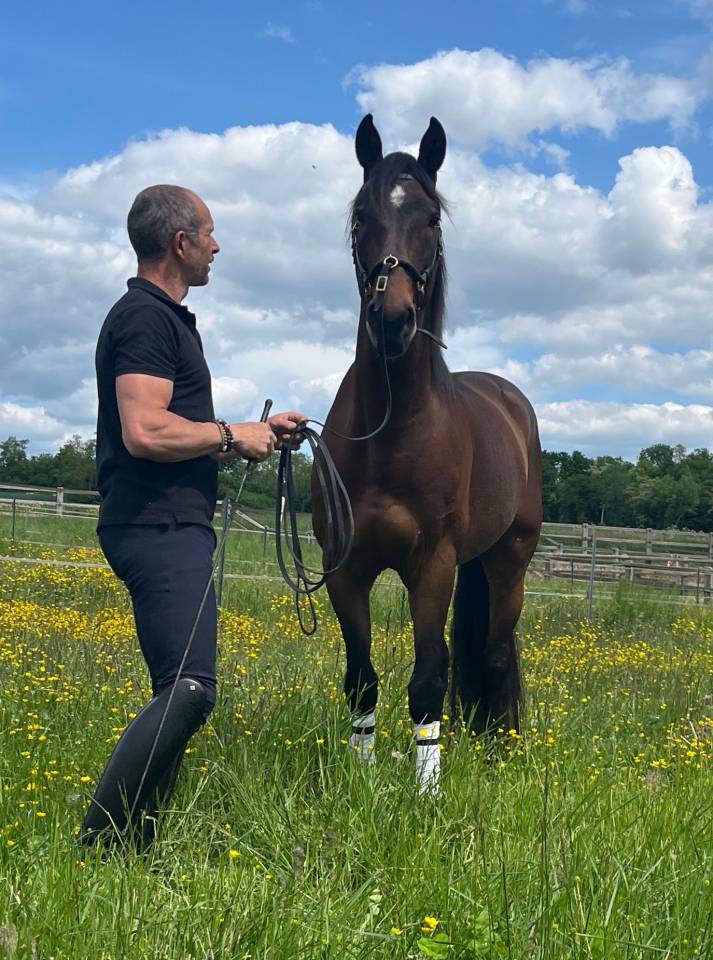 Hongre Ispano Lusitanien d'élevage