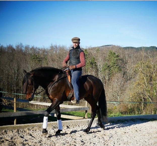 Hongre Ispano Lusitanien d'élevage