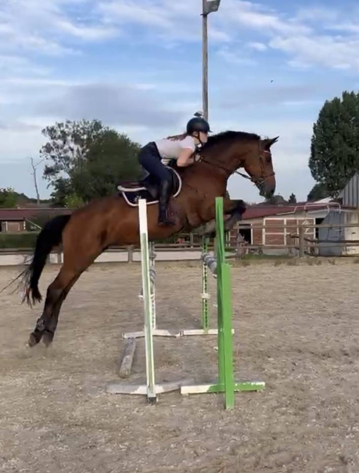 JUMENT CSO 12 ans a vendre 