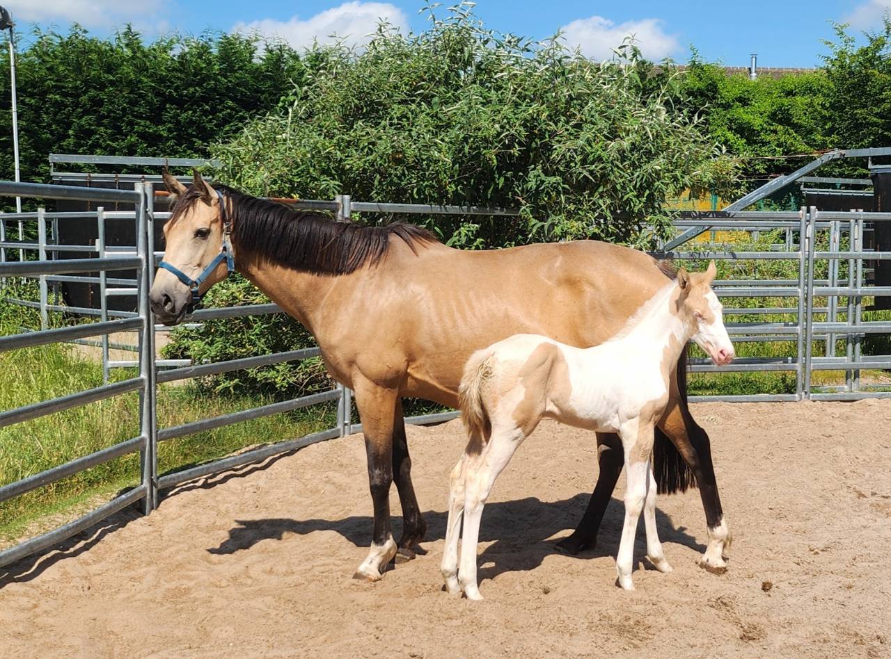 Pouliche pp SF pie crème par Eldorado Van de Rib 
