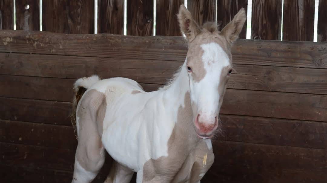 Pouliche pp SF pie crème par Eldorado Van de Rib 