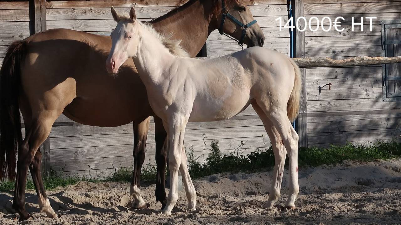 Pouliche pp SF pie crème par Eldorado Van de Rib 