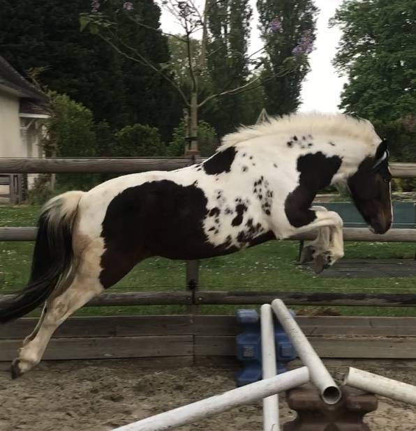 Ponette B pie aux yeux bleus