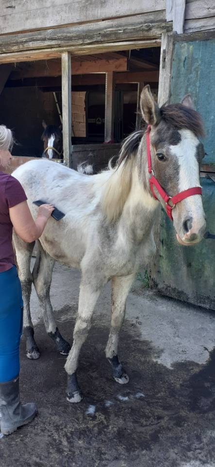 Hiawatha Las Benex Z poulain CSO pie