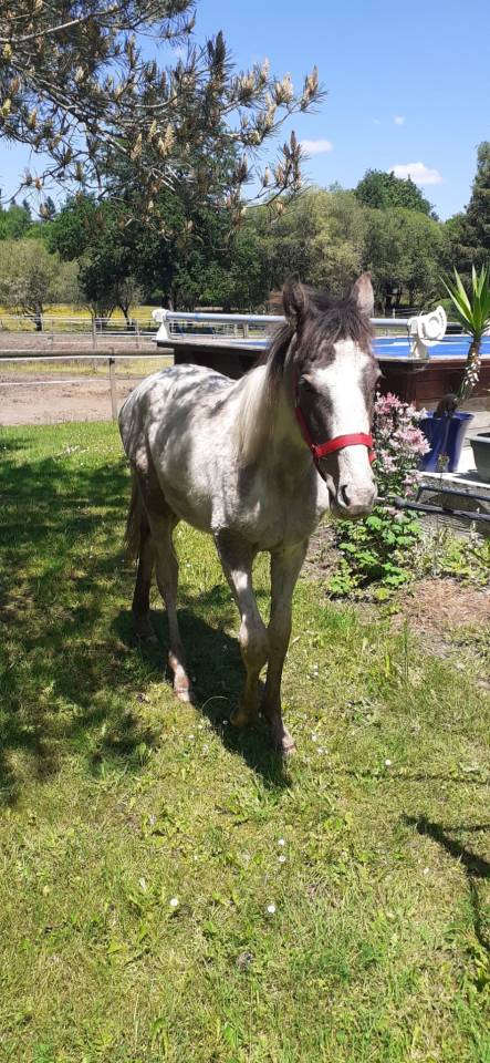 Hiawatha Las Benex Z poulain CSO pie