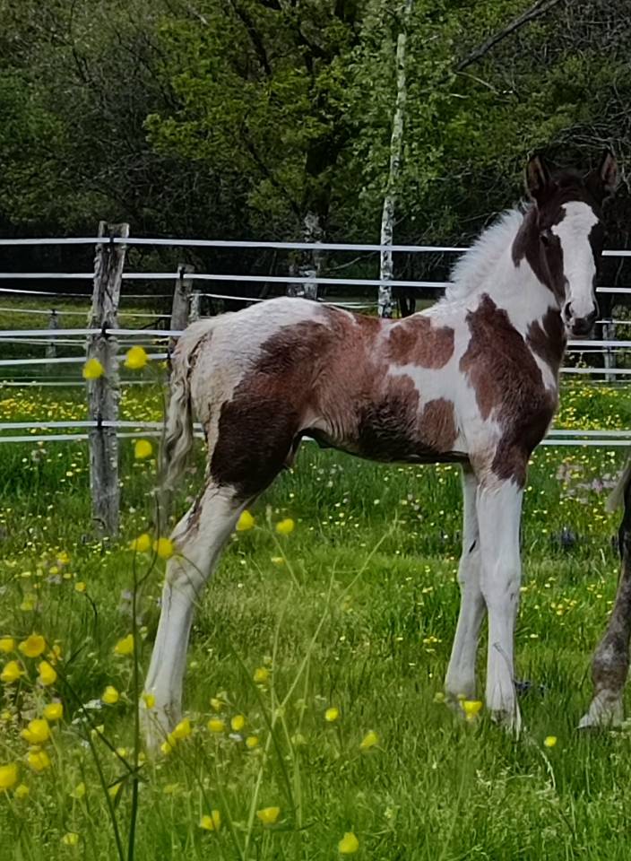 Hiawatha Las Benex Z poulain CSO pie