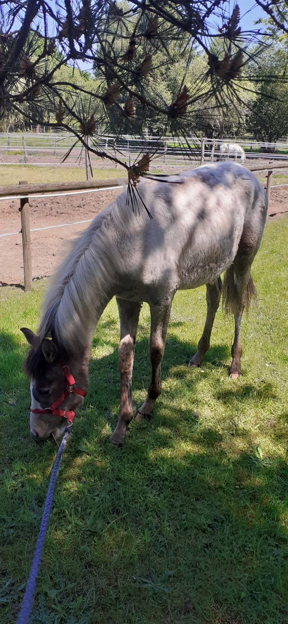 Hiawatha Las Benex Z poulain CSO pie