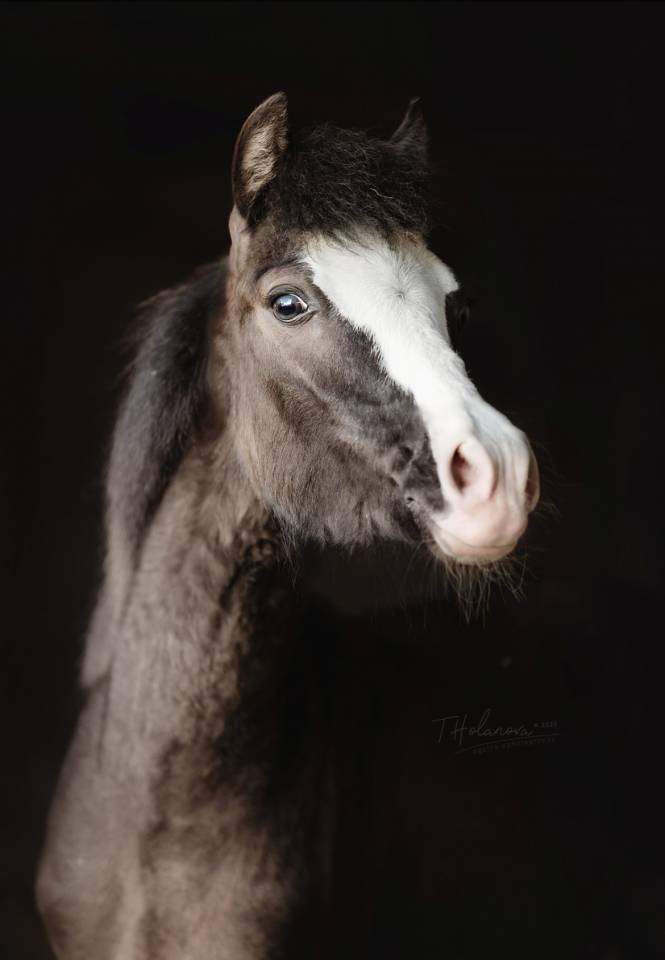 Poulains/pouliches welsh b/wpb PP