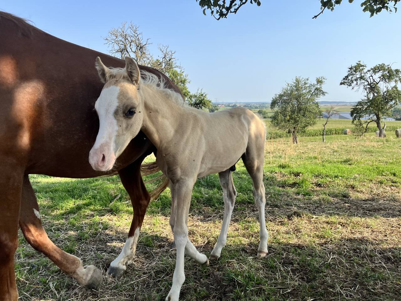 Poulains/pouliches welsh b/wpb PP