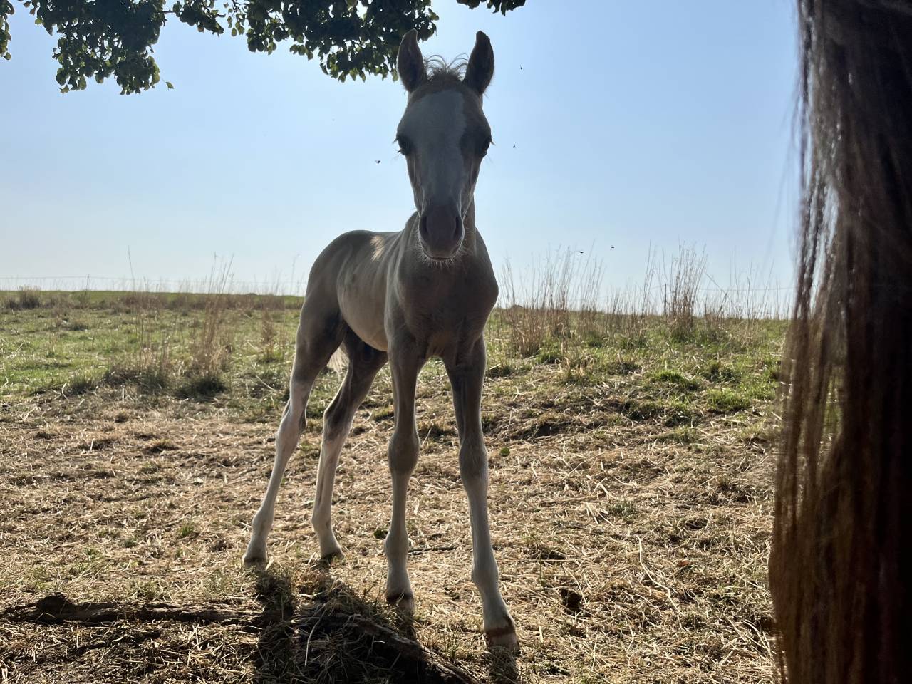 Poulains/pouliches welsh b/wpb PP