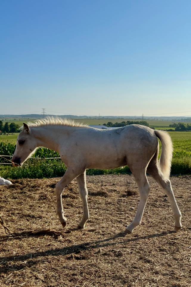 Poulains/pouliches welsh b/wpb PP