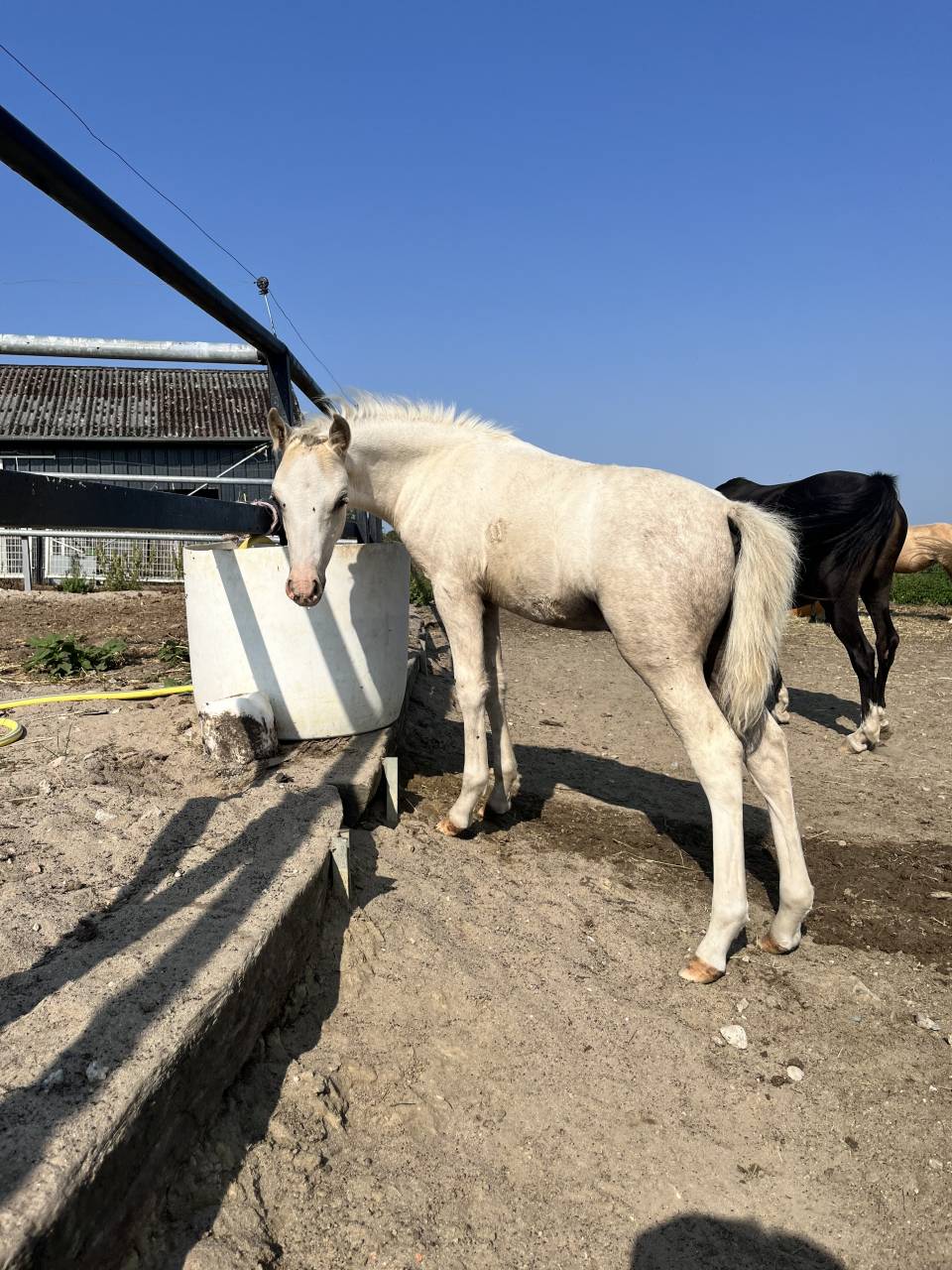 Poulains/pouliches welsh b/wpb PP