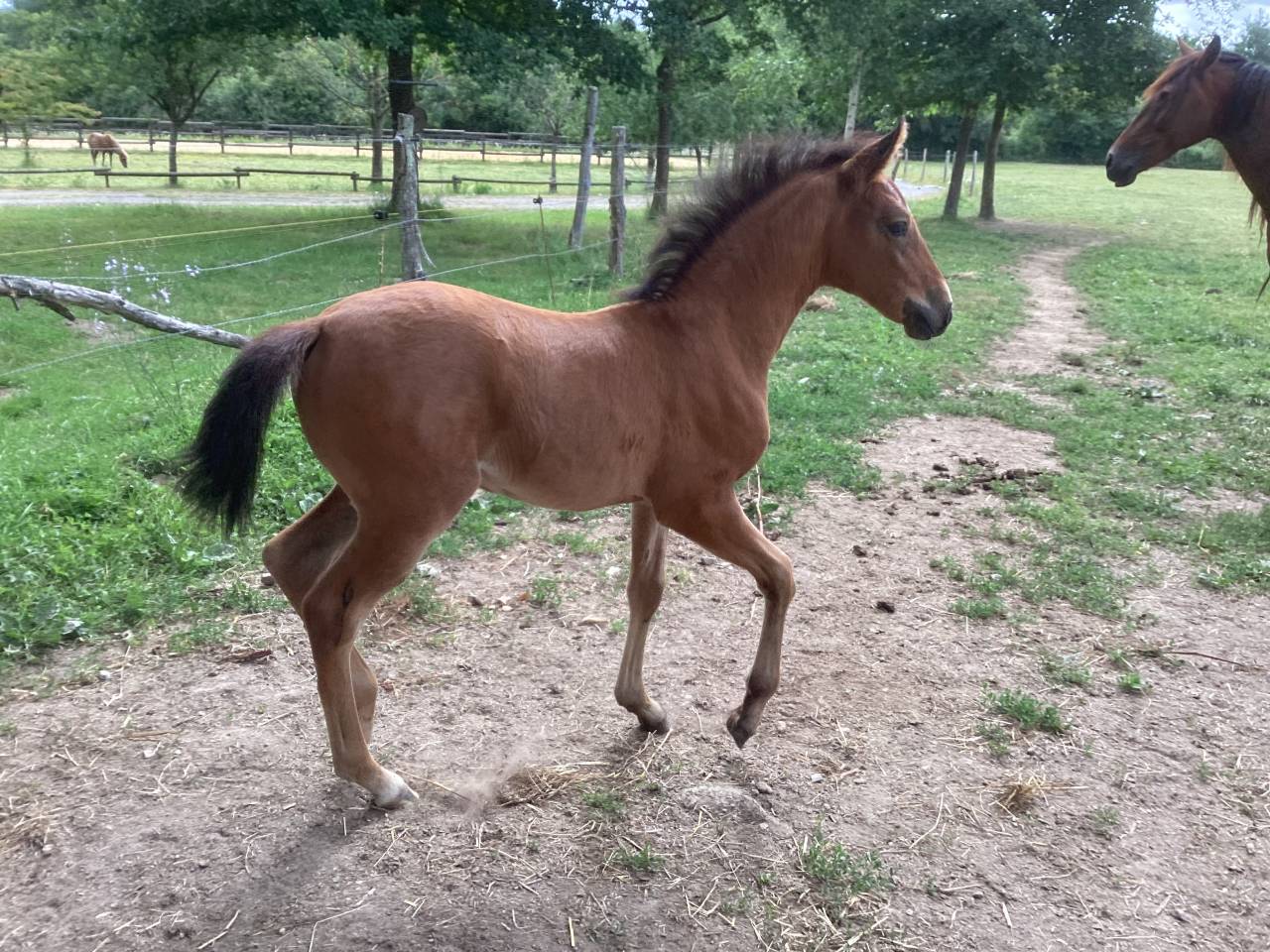 Cheval lusitanien OC