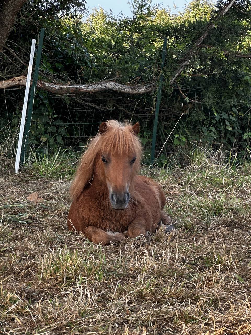 Enseignant d’équitation 