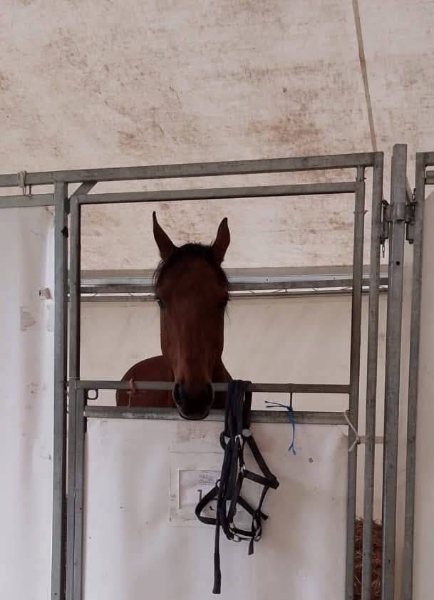 Cheval 