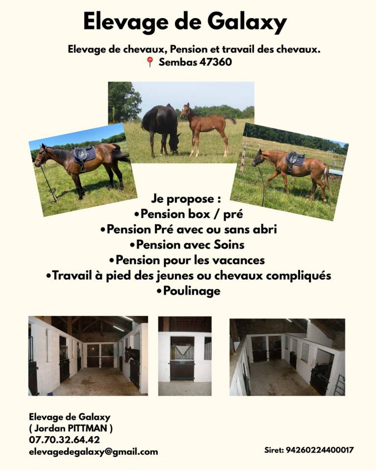 Pension chevaux - Elevage de Galaxy 47360 Sembas