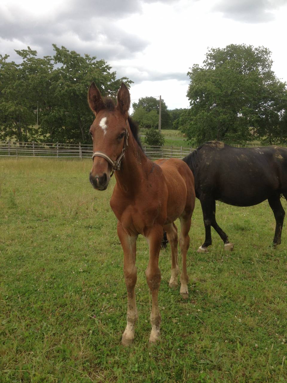 Pension chevaux - Elevage de Galaxy 47360 Sembas