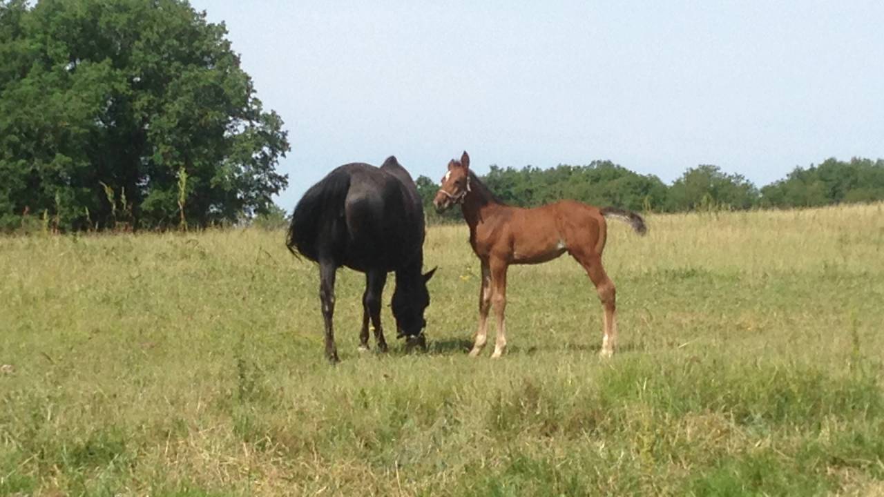 Pension chevaux - Elevage de Galaxy 47360 Sembas