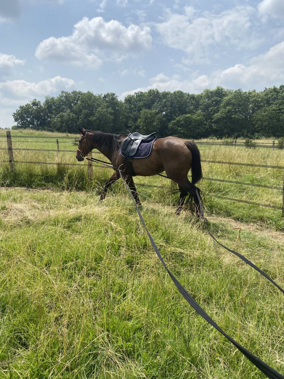 Pension chevaux - Elevage de Galaxy 47360 Sembas