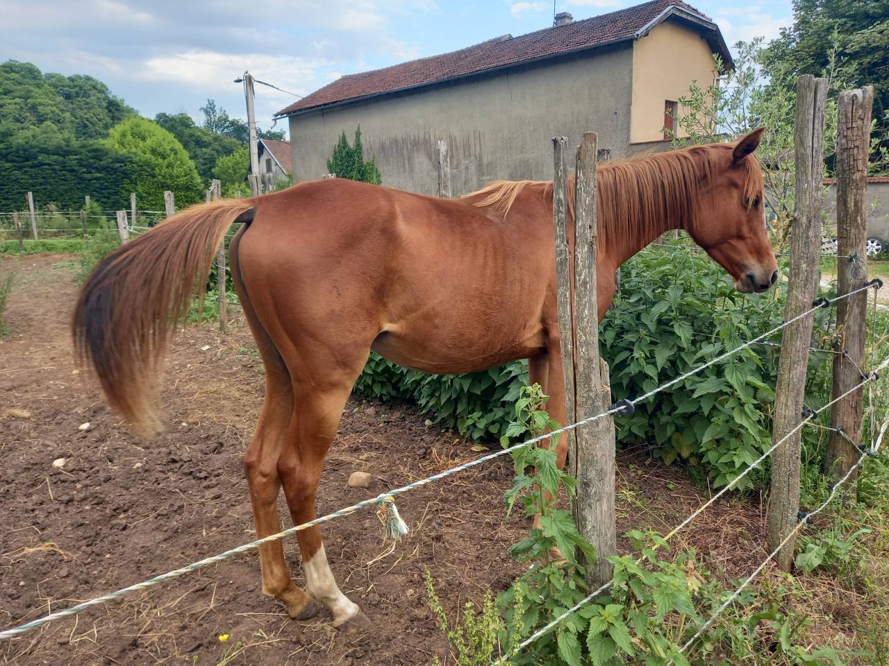 Pouliche anglo-arabe OC d'un an