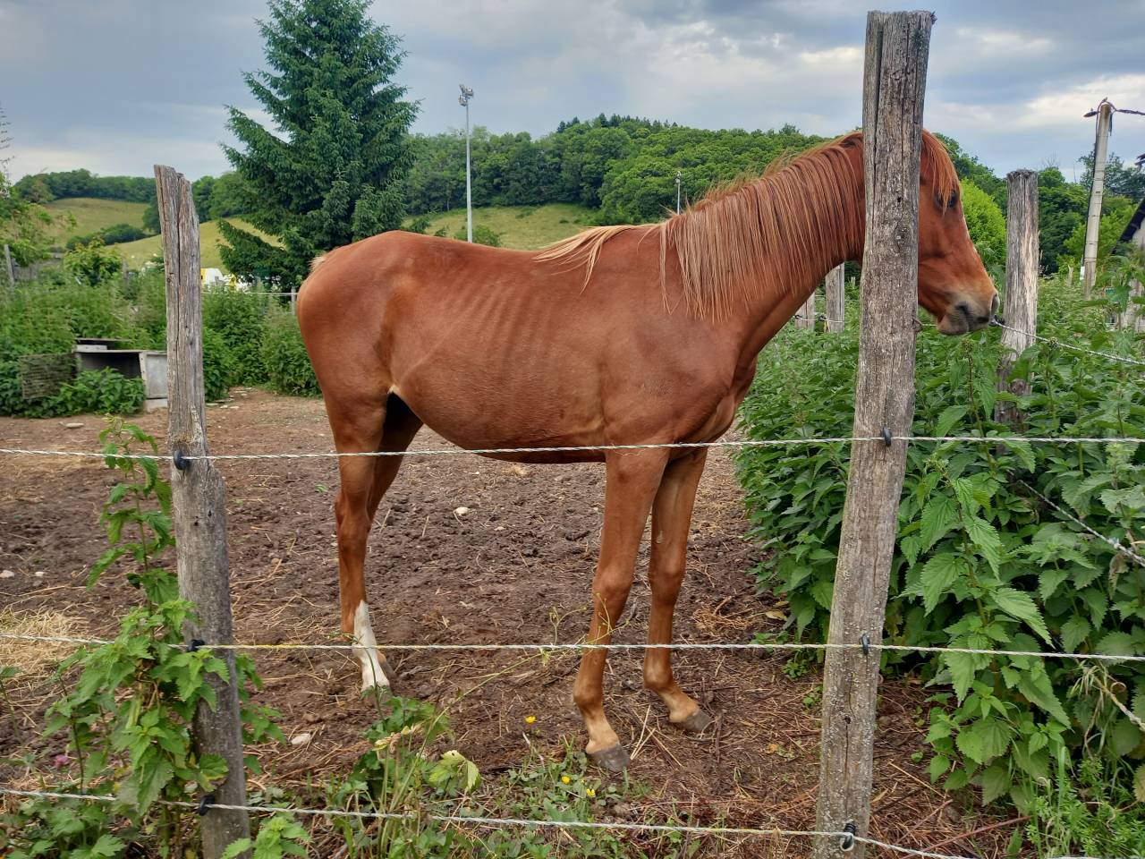 Pouliche anglo-arabe OC d'un an