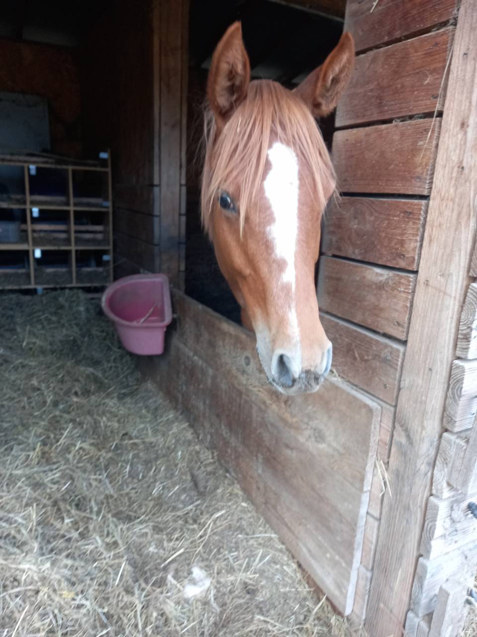 Pouliche anglo-arabe OC d'un an