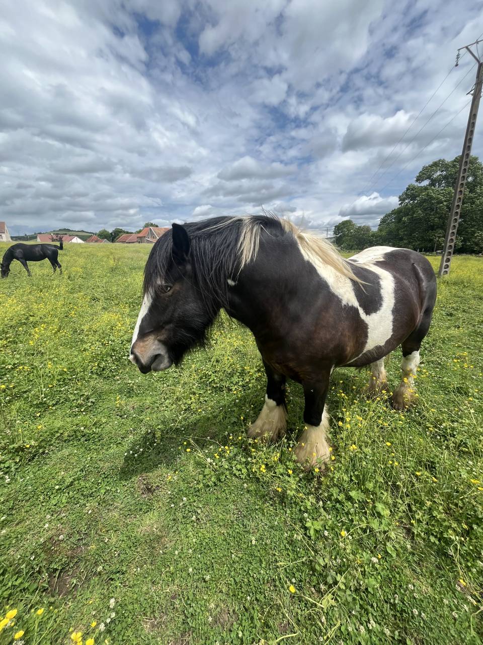 Hongre Irish Cob 4 ans
