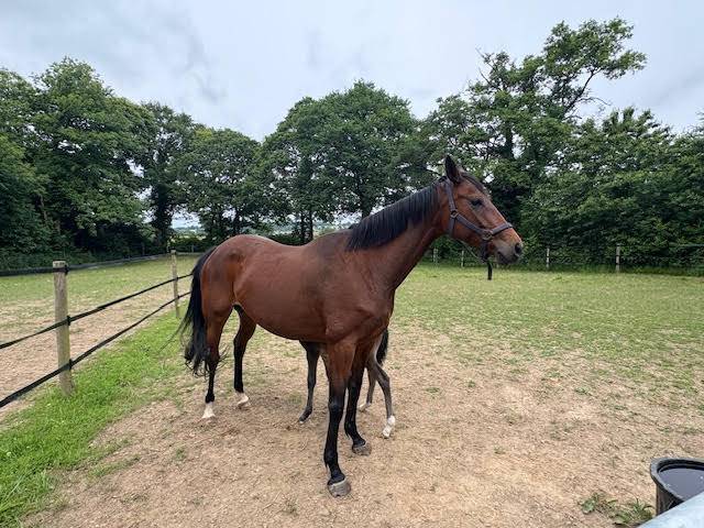 Vend Poulinière de 8 ans
