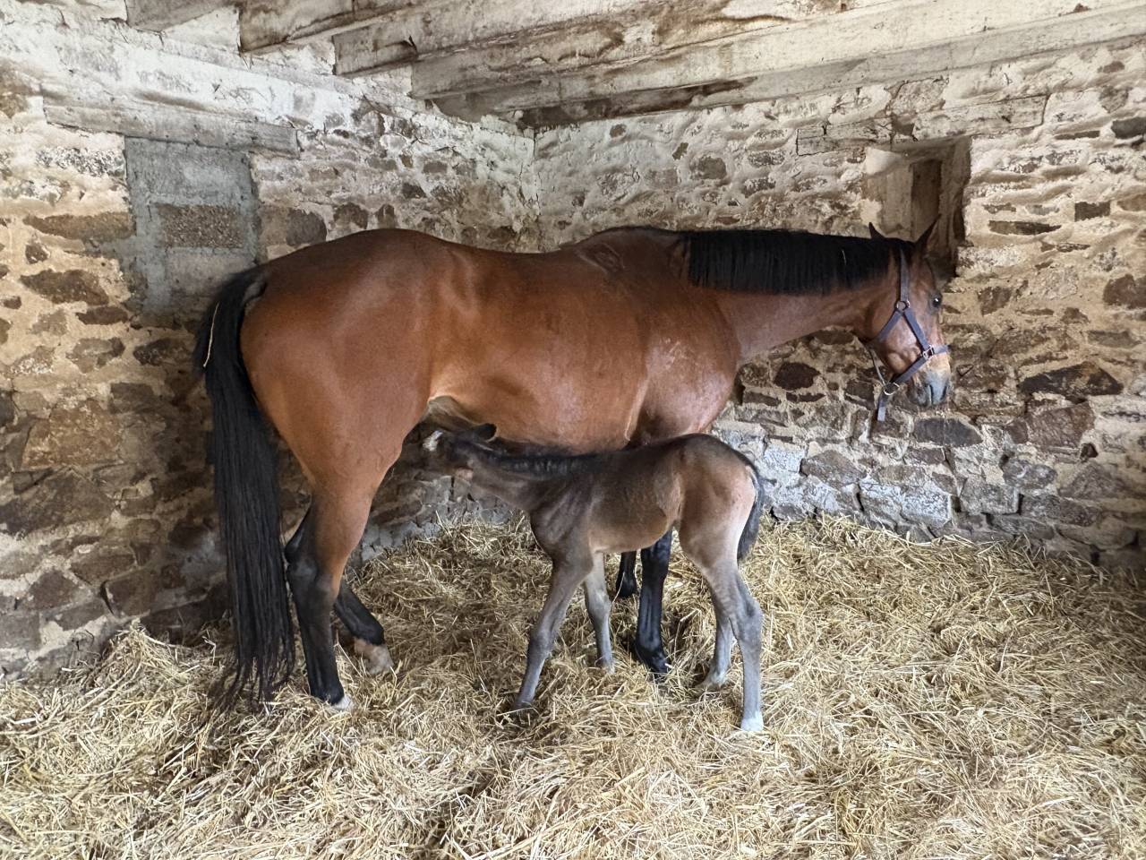 Vend Poulinière de 8 ans