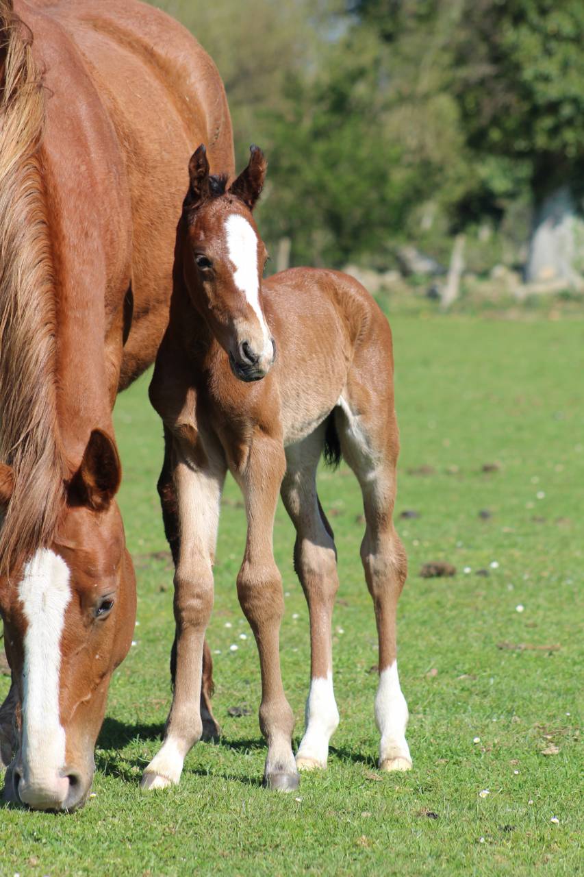 jeunes chevaux .
