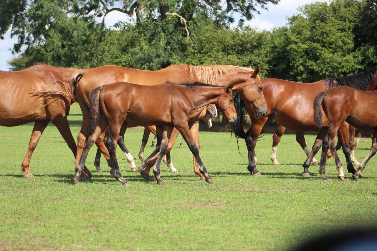 jeunes chevaux .