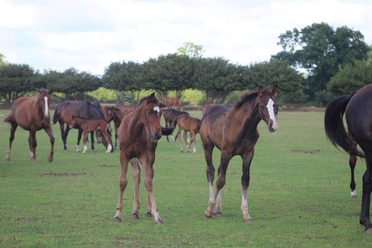 jeunes chevaux .