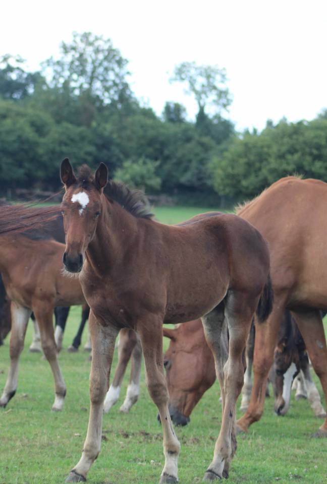 jeunes chevaux .