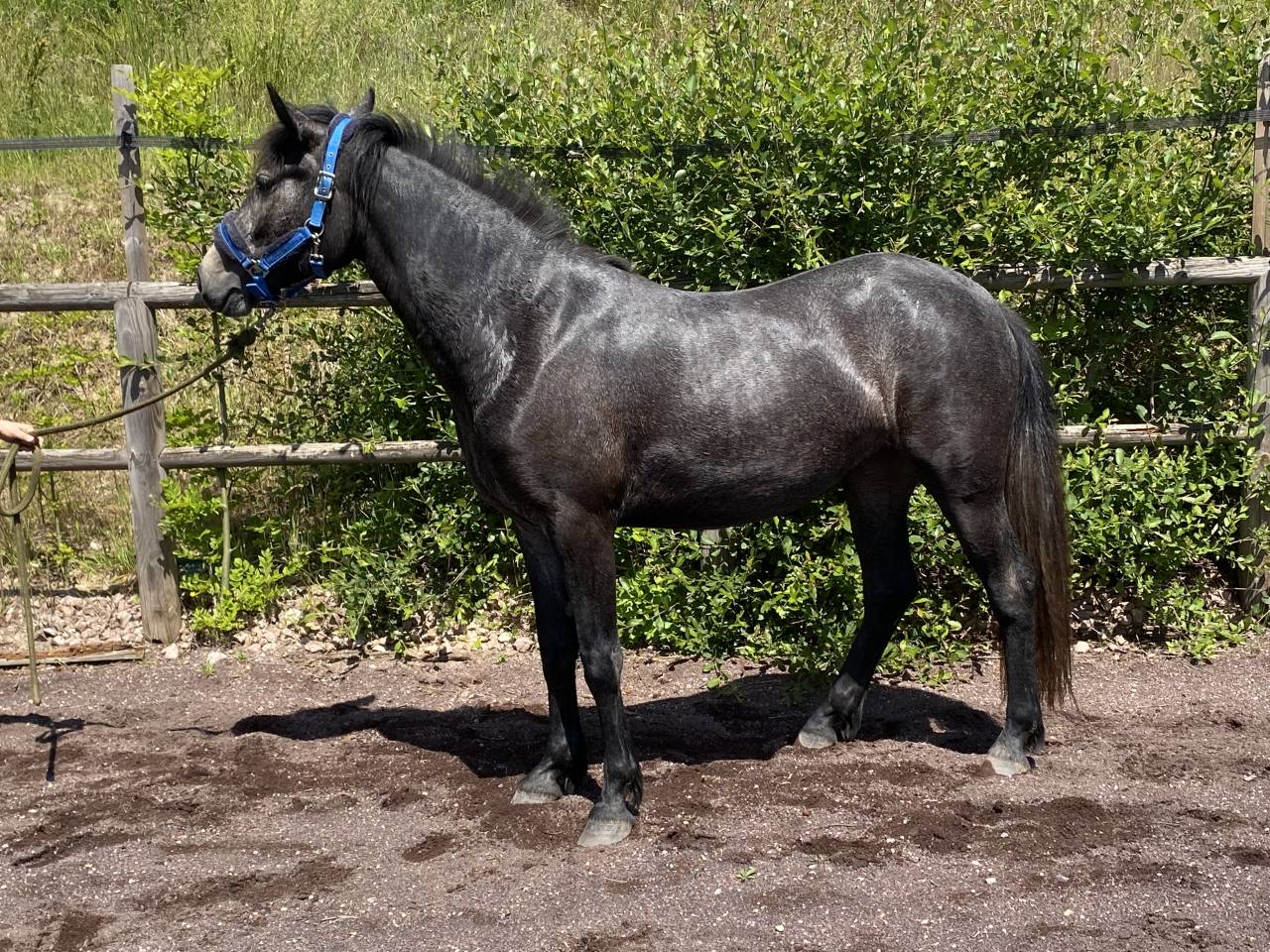 Nala Bright Star ponette connemara