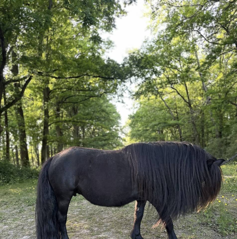 Ponette shetland pleins papiers 