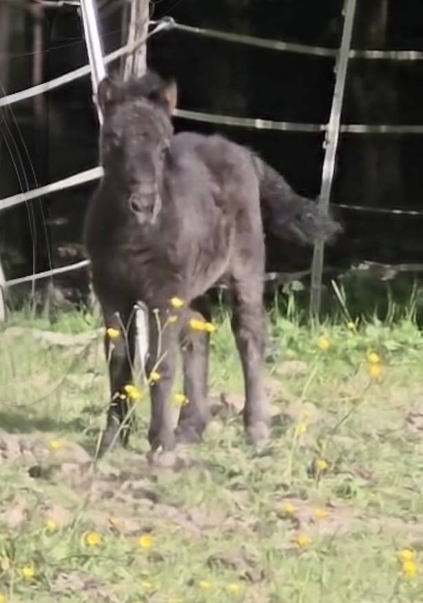 Poulain shetland pleins papiers 