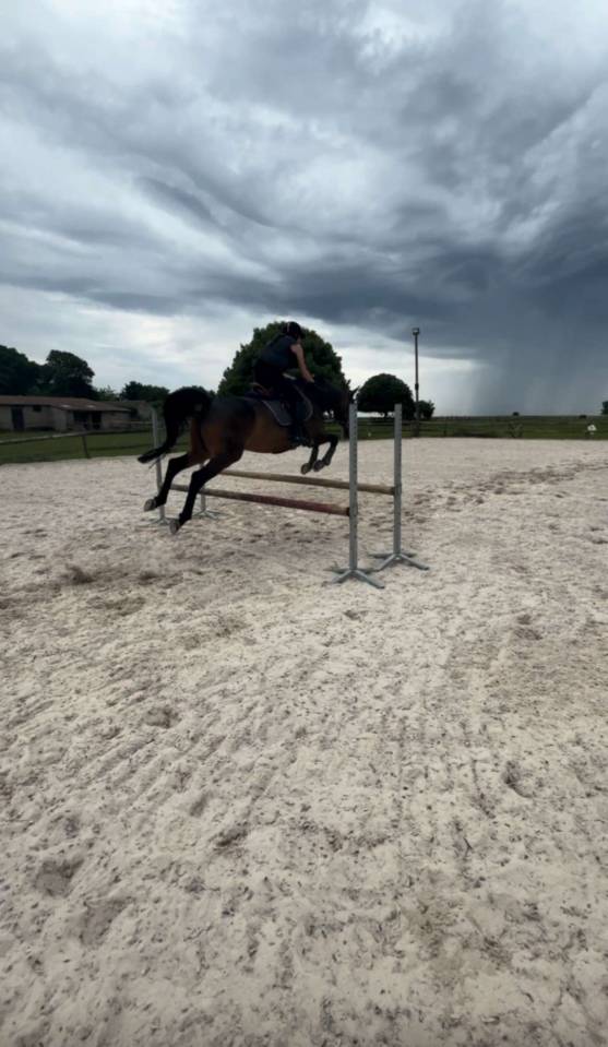 Palefrenier soigneur 