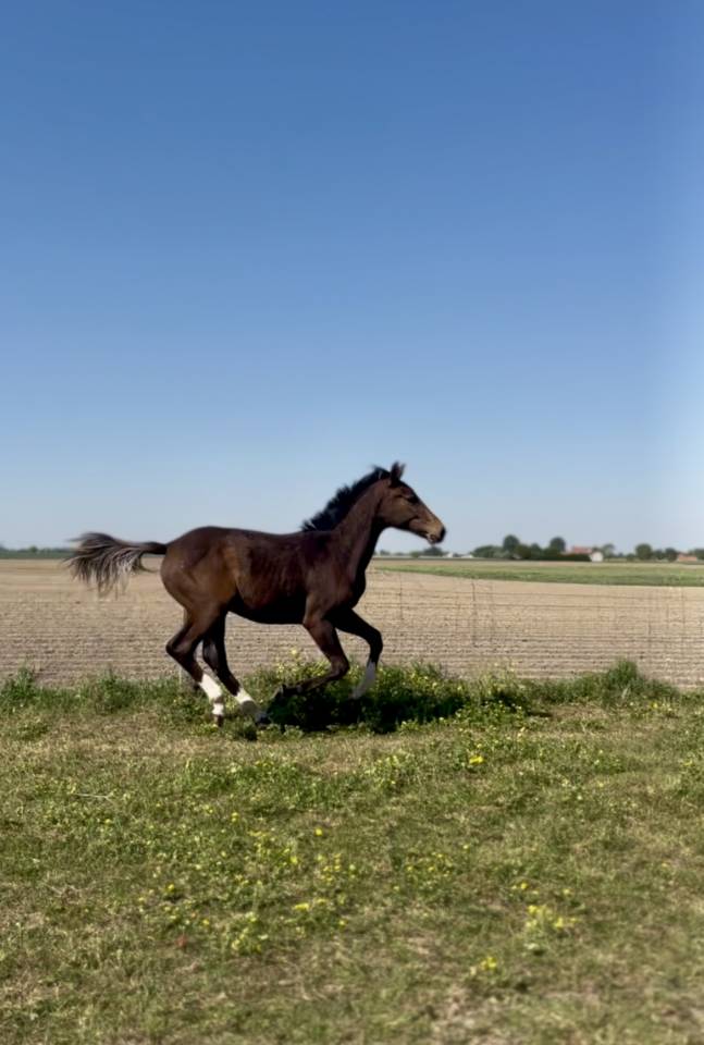 Poulain 1 an 