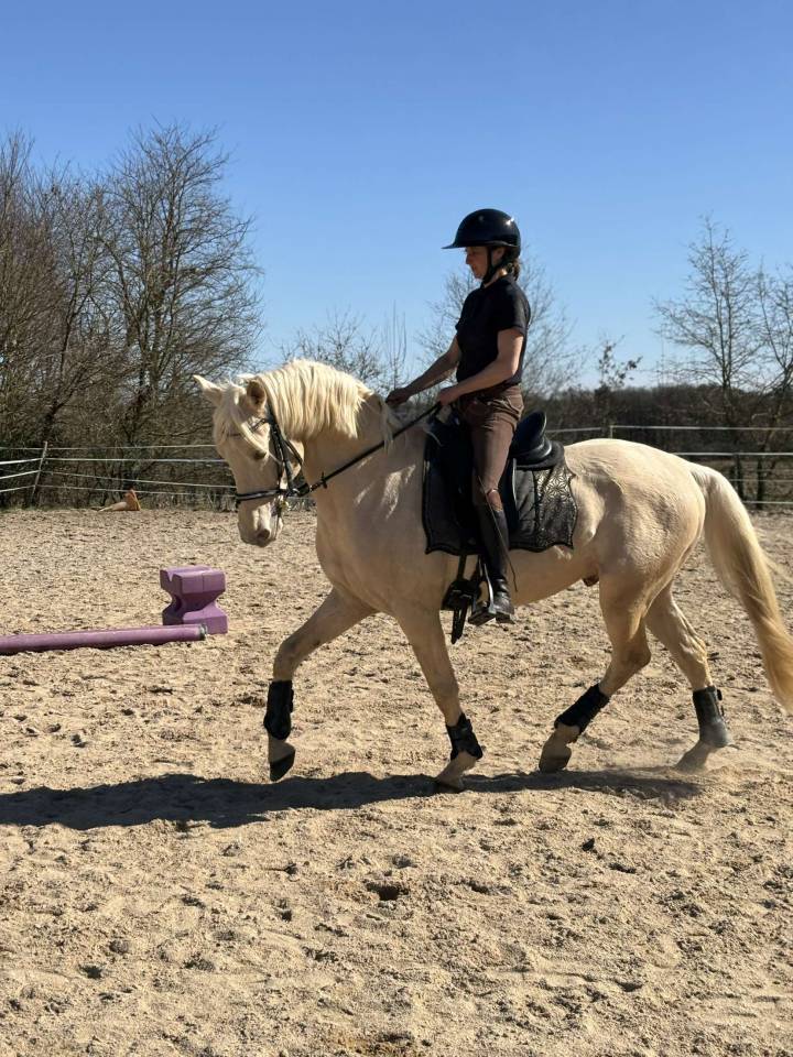 Étalon de sport espagnol champagne 13 ans