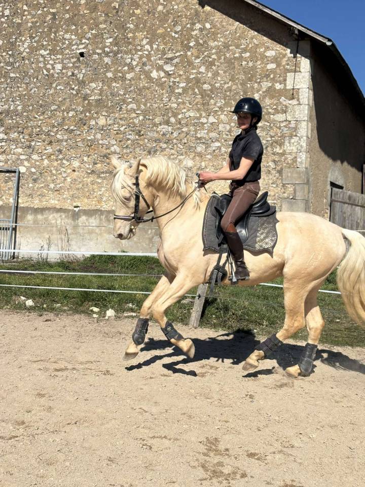 Étalon de sport espagnol champagne 13 ans