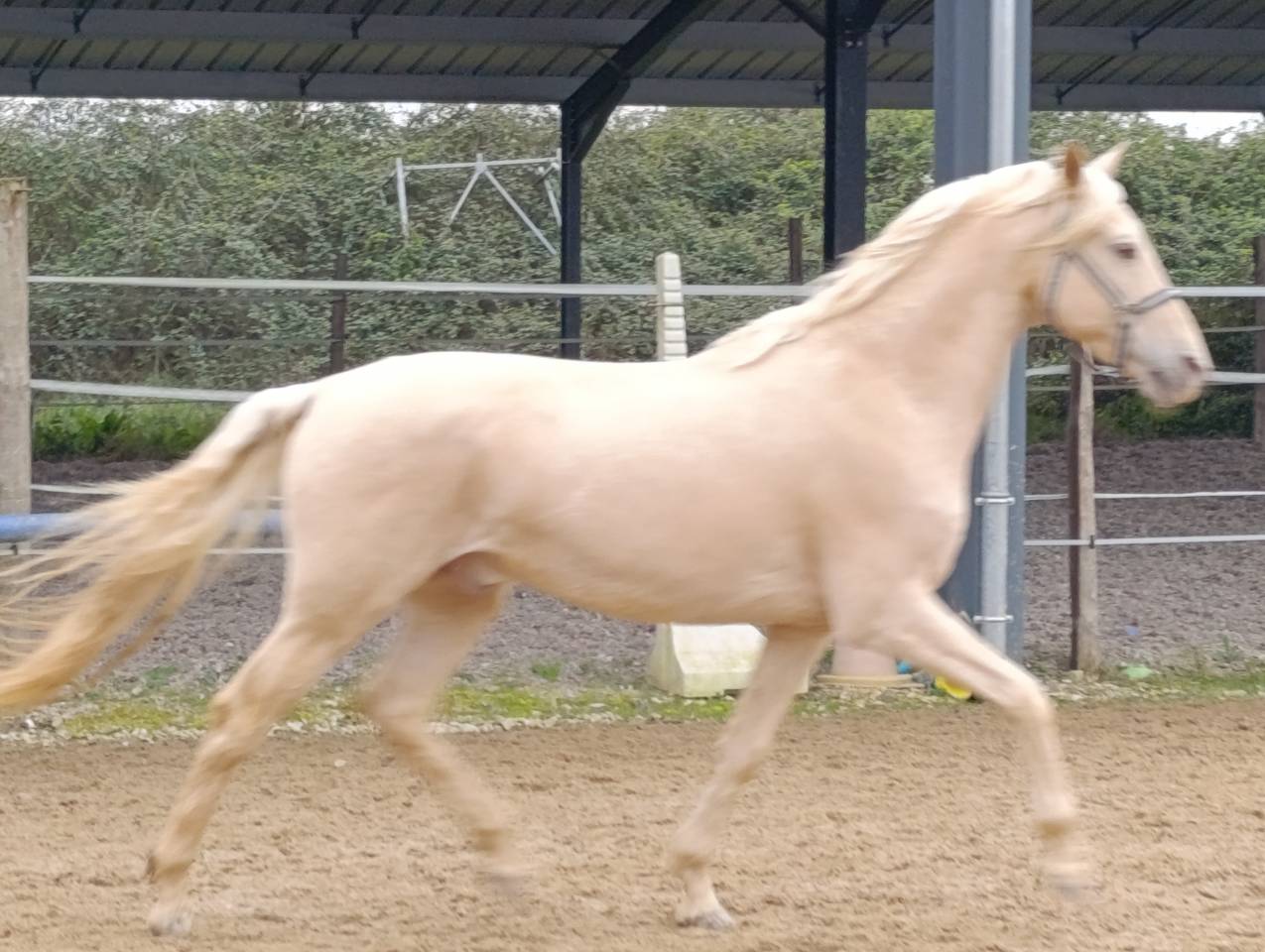 Étalon de sport espagnol champagne 13 ans