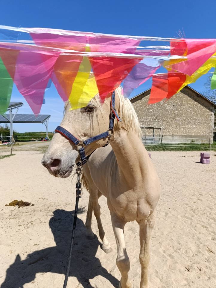 Étalon de sport espagnol champagne 13 ans