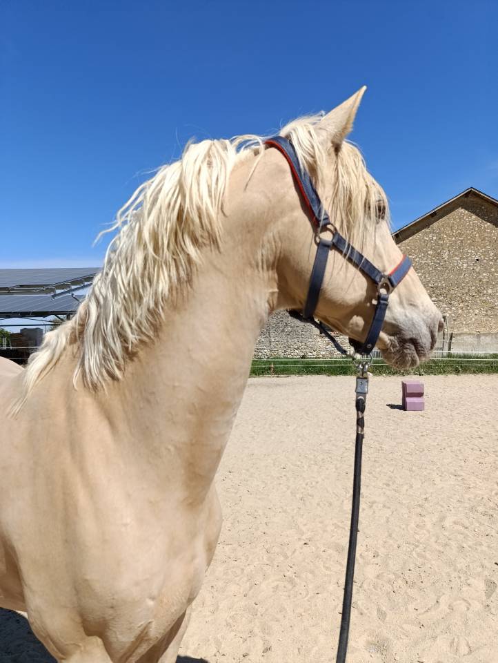 Étalon de sport espagnol champagne 13 ans