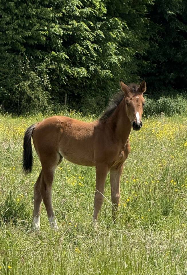 Pouliche Sf 2025 génétique prometteuse 
