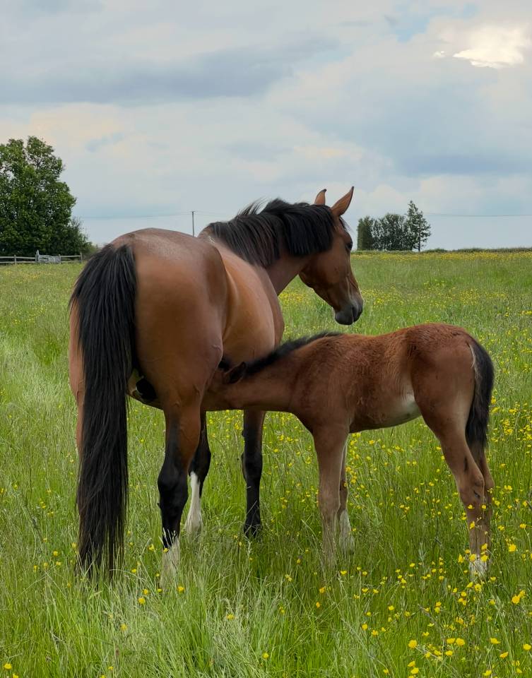 Pouliche Sf 2025 génétique prometteuse 