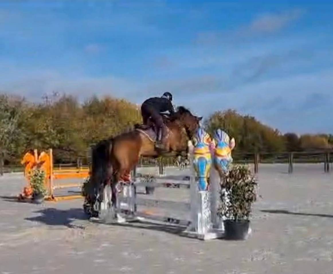 Pouliche Sf 2025 génétique prometteuse 