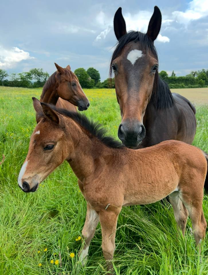 Pouliche Sf 2025 génétique prometteuse 