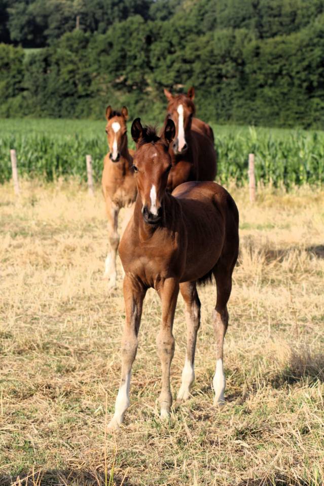 Pouliche Sf 2025 génétique prometteuse 